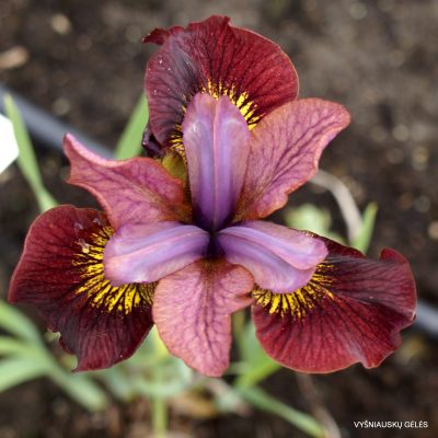 iris 'Margery Magic' (2) iris 'Margery Magic' (2)