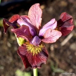iris 'Margery Magic'