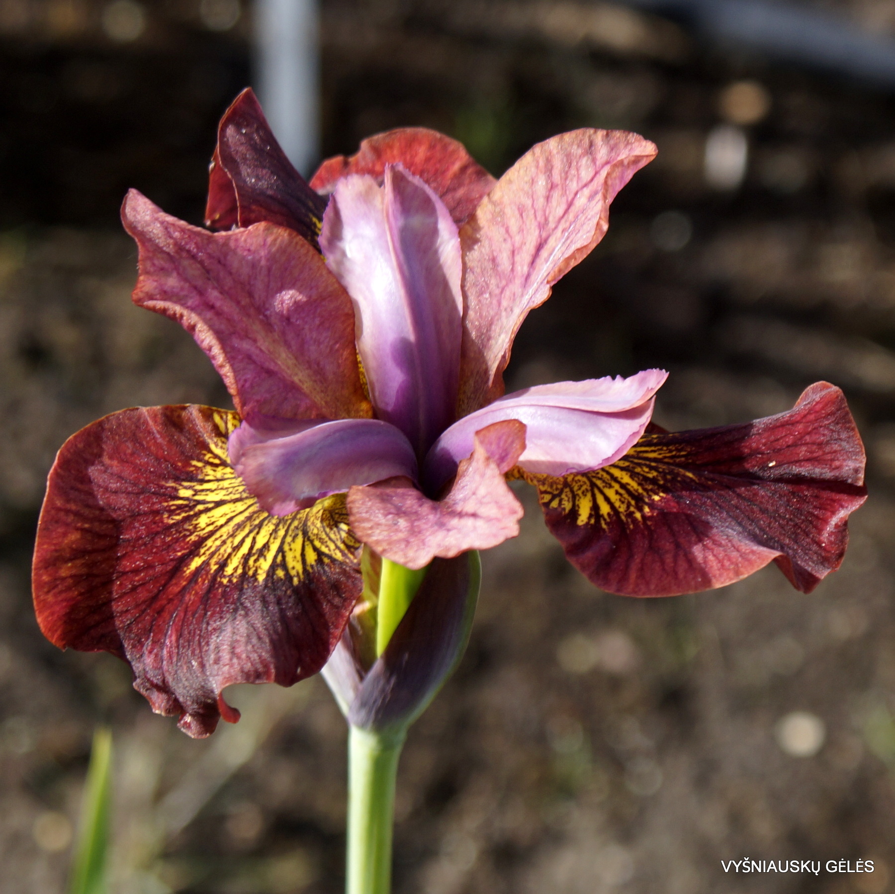 iris 'Margery Magic' (3)