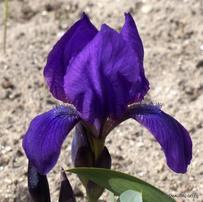 Iris aphylla subsp. polonica (2)