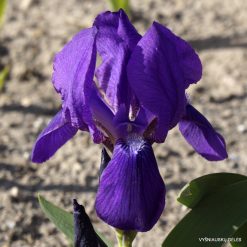 Iris aphylla subsp. polonica