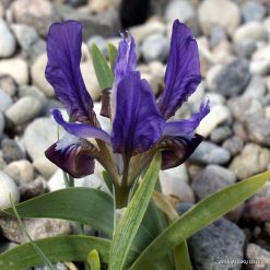 Iris attica (clone 5)