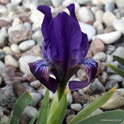 Iris attica (clone 6) (2)