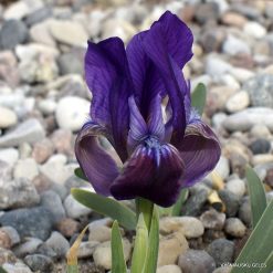Iris attica (clone 6)