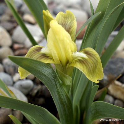 Iris attica (clone 7) (2)