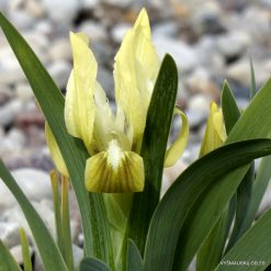 Iris attica (clone 7)