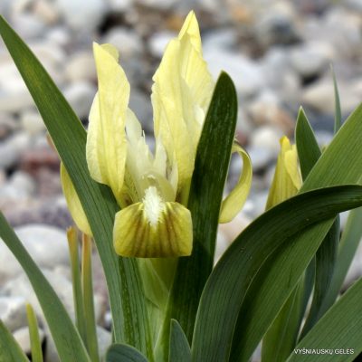 Iris attica (clone 7)