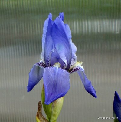 Iris hellenica (2)