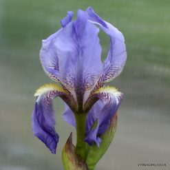 Iris hellenica