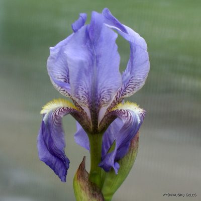 Iris hellenica