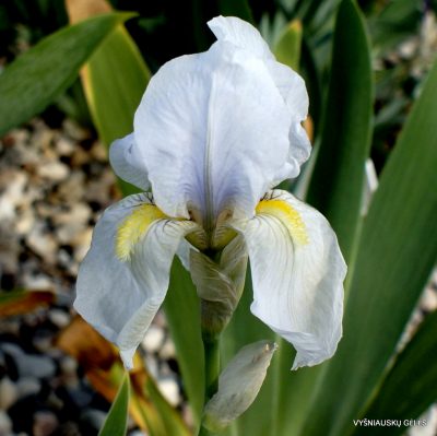 Iris imbricata-hybr. 'Little Wide World' (2)