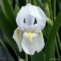 Iris imbricata-hybr. 'Little Wide World'