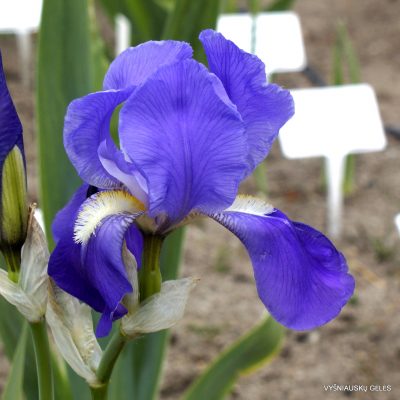 Iris pallida (clone 4) (2)