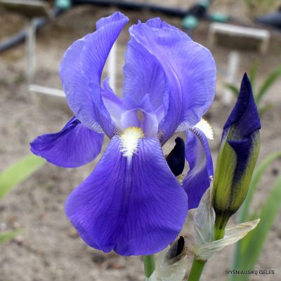 Iris pallida (clone 4)