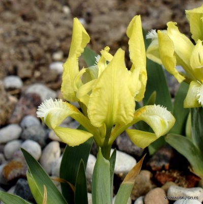 Iris pumila (clone 24) (2)