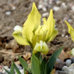 Iris pumila (clone 24)