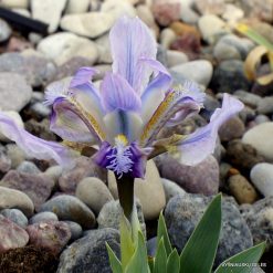 Iris pumila (clone 26)