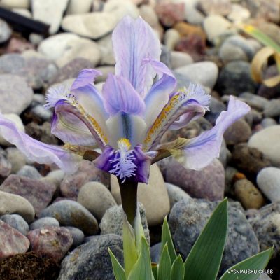 Iris pumila (clone 26)