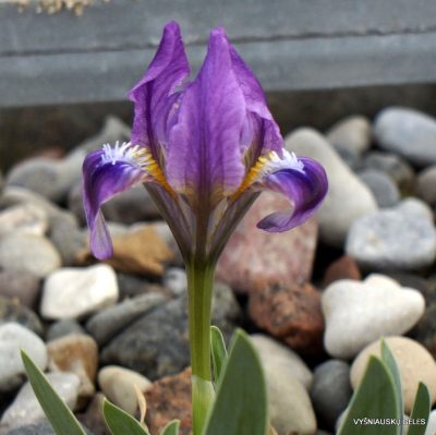 Iris pumila (clone 28) (2)