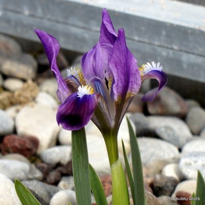 Iris pumila (clone 28)