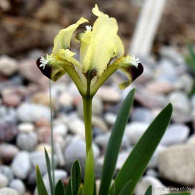 Iris pumila (clone 29) (2)