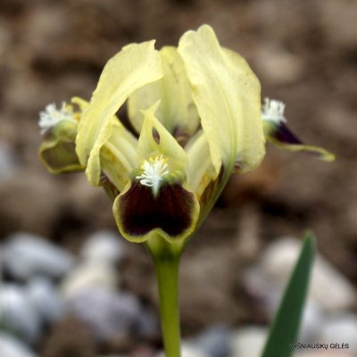 Iris pumila (clone 29)
