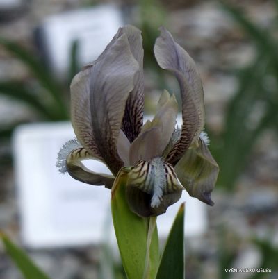 Iris reichenbachii (clone 3) (2)