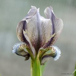 Iris reichenbachii (clone 3)
