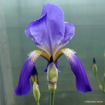 Iris sicula (clone 1) (2)