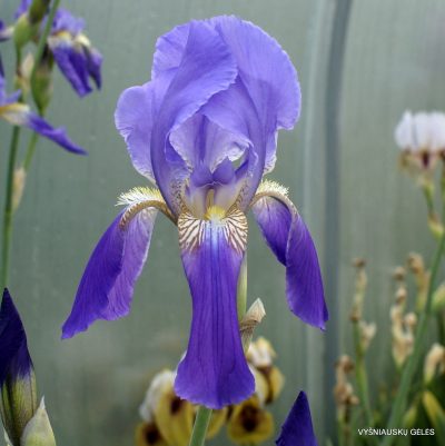 Iris sicula (clone 1)