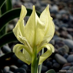 Iris suaveolens (clone 4; Iris falcata)