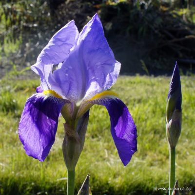 Iris × germanica var. askabadensis (2)