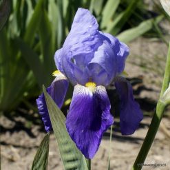 Iris × germanica var. askabadensis