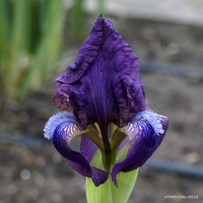 Iris × seminaturalis (cf.) (2)
