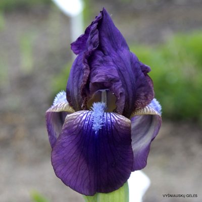Iris × seminaturalis (cf.)